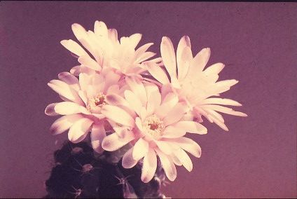 gymnocalycium-mihanovichii-var.-pirarettaense-2