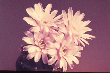 gymnocalycium-mihanovichii-var.-pirarettaense-3