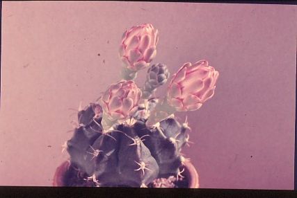 gymnocalycium-mihanovichii-var.-pirarettaense-4