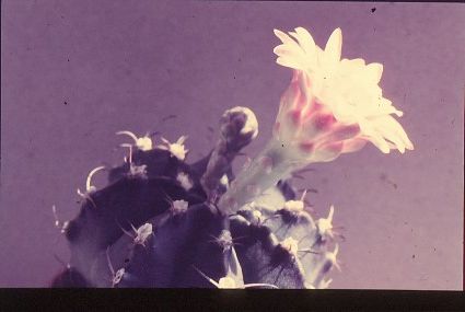 gymnocalycium-mihanovichii-var.-pirarettaense-5