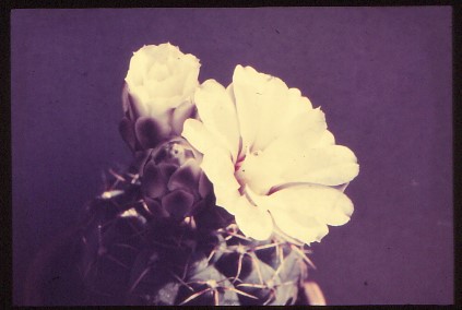 gymnocalycium-quehlianum-2