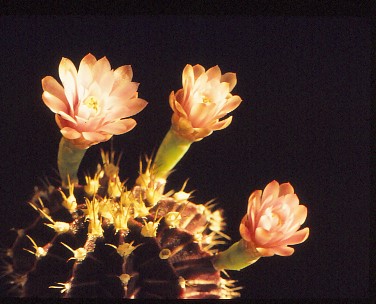 gymnocalycium-unbekannter-hybride-1
