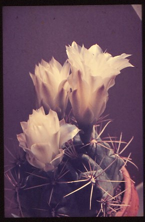 gymnocalycium-unbekannter-hybride-10