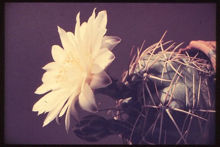 gymnocalycium-unbekannter-hybride-11