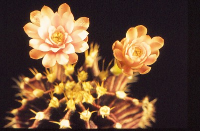 gymnocalycium-unbekannter-hybride-2