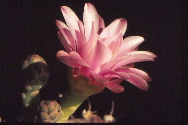 gymnocalycium-unbekannter-hybride-3