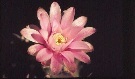 gymnocalycium-unbekannter-hybride-4