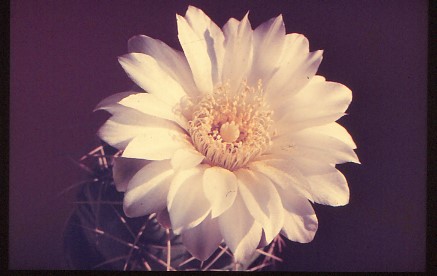 gymnocalycium-unbekannter-hybride-5
