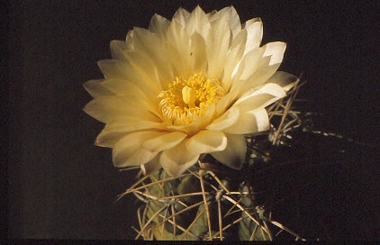 gymnocalycium-unbekannter-hybride-6