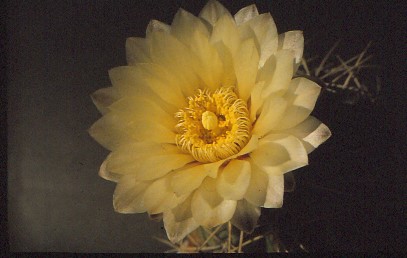 gymnocalycium-unbekannter-hybride-7