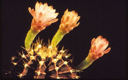 gymnocalycium-unbekannter-hybride-8