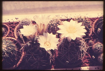 gymnocalycium-unbekannter-hybride-9