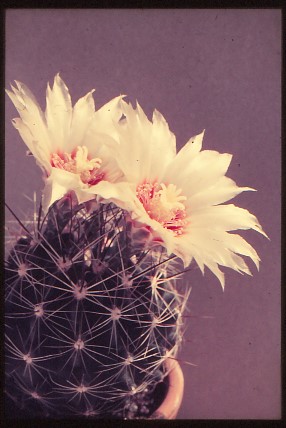 hamatocactus-setispinus-1