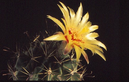 hamatocactus-setispinus-3
