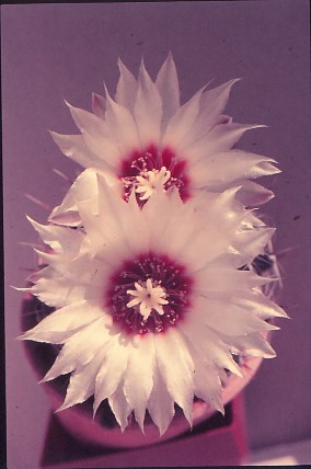 hamatocactus-setispinus-3 (1)