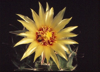 hamatocactus-setispinus-4