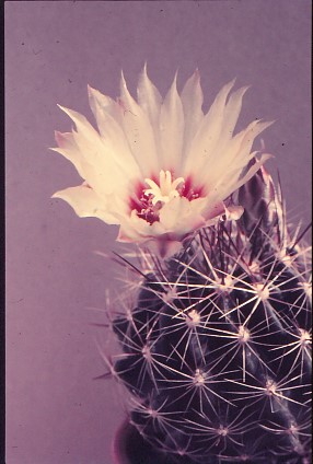 hamatocactus-setispinus-4 (1)