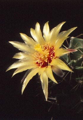 hamatocactus-setispinus-5