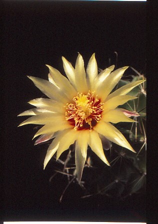 hamatocactus-setispinus-6