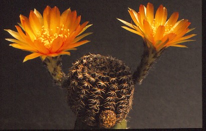 lobivia-arachnacantha-1