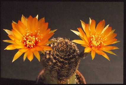 lobivia-arachnacantha-2