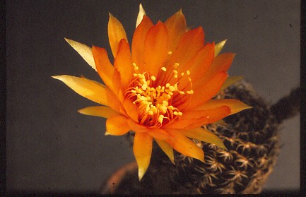 lobivia-arachnacantha-3