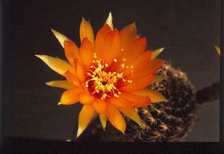lobivia-arachnacantha-4