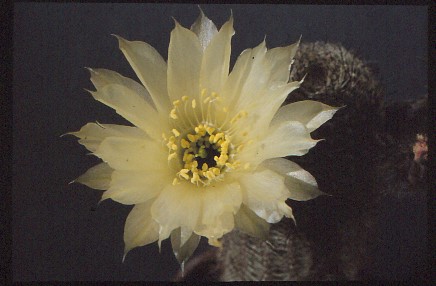 lobivia-famatimensis-var.-albiflora-1