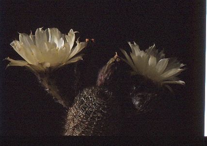lobivia-famatimensis-var.-albiflora-11