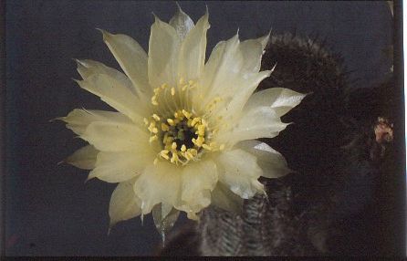 lobivia-famatimensis-var.-albiflora-12