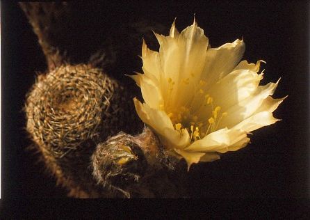lobivia-famatimensis-var.-albiflora-13