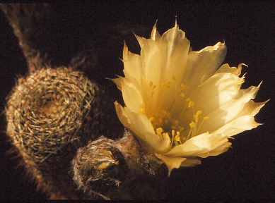 lobivia-famatimensis-var.-albiflora-3