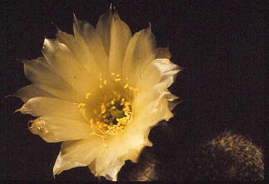 lobivia-famatimensis-var.-albiflora-4
