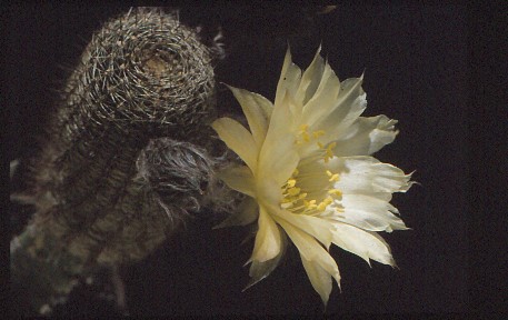 lobivia-famatimensis-var.-albiflora-5