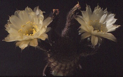 lobivia-famatimensis-var.-albiflora-6