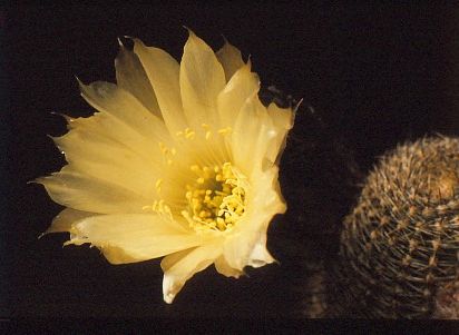 lobivia-famatimensis-var.-albiflora-7