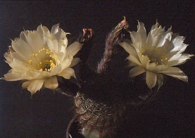 lobivia-famatimensis-var.-albiflora-8