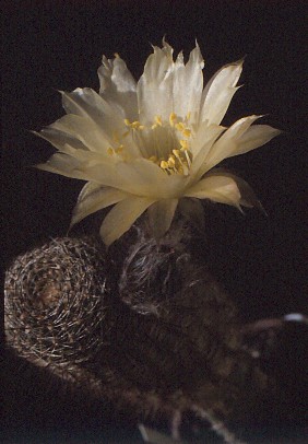 lobivia-famatimensis-var.-albiflora-9