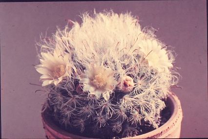 mammillaria-boscasana-1