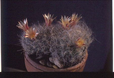 mammillaria-boscasana-2