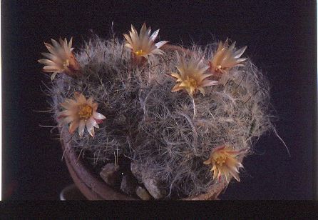 mammillaria-boscasana-3