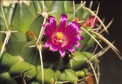 mammillaria-centricirrha-1