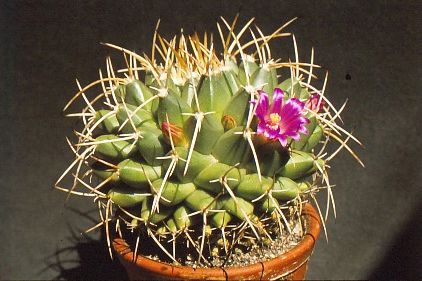 mammillaria-centricirrha-2