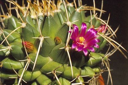 mammillaria-centricirrha-3