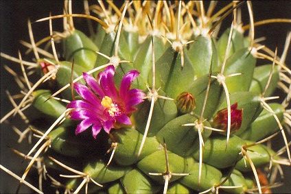 mammillaria-centricirrha-4