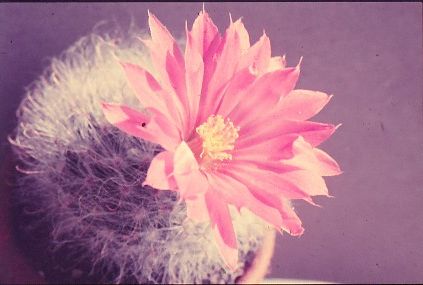 mammillaria-guelzowiana-1
