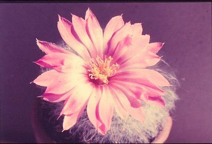 mammillaria-guelzowiana-2