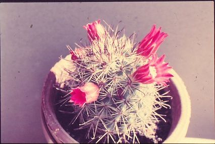 mammillaria-hamata-heeriana-1