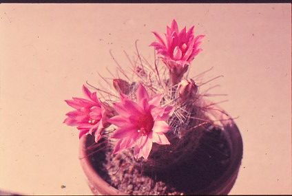 mammillaria-longiflora-1