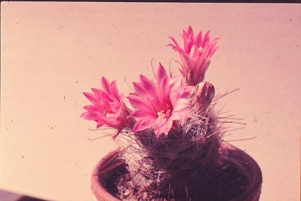 mammillaria-longiflora-2